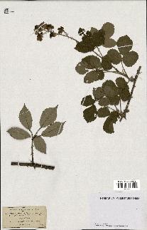 spécimen de Rubus rhamnifolius