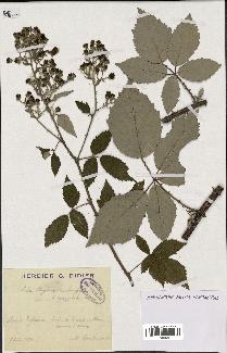 spécimen de Rubus lloydianus x ulmifolius