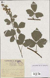 spécimen de Rubus lloydianus