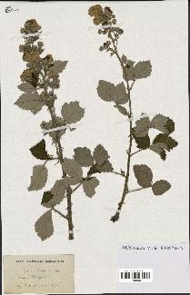 spécimen de Rubus linkianus