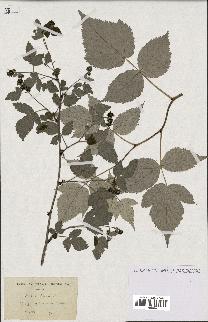 spécimen de Rubus idaeus