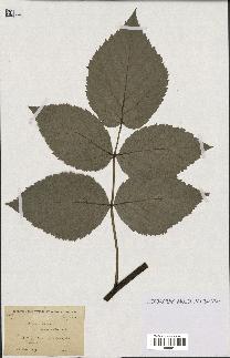 spécimen de Rubus idaeus