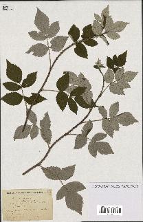 spécimen de Rubus idaeus