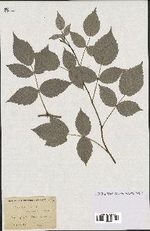 spécimen de Rubus idaeus