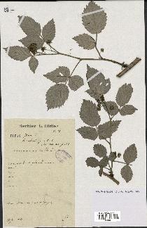 spécimen de Rubus idaeus