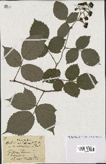 spécimen de Rubus rubellus