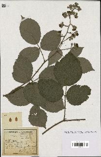 spécimen de Rubus rubellus