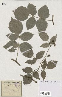spécimen de Rubus idaeus
