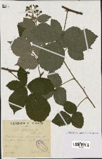 spécimen de Rubus boraeanus