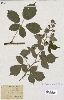 spécimen de Rubus boraeanus