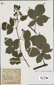 spécimen de Rubus boraeanus