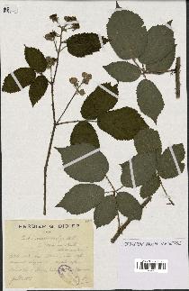 spécimen de Rubus macrostachys