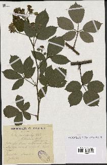 spécimen de Rubus macrostachys