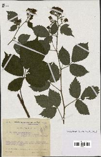 spécimen de Rubus macrostachys