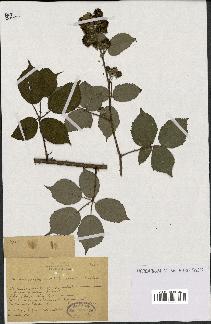 spécimen de Rubus macrostachys