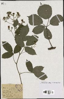 spécimen de Rubus macrostachys