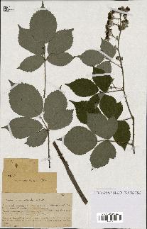 spécimen de Rubus macrostachys