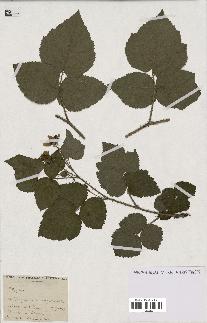 spécimen de Rubus sp.