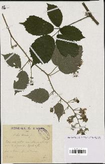 spécimen de Rubus adscitus