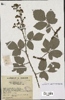 spécimen de Rubus arduennensis