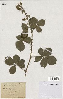 spécimen de Rubus hedycarpus