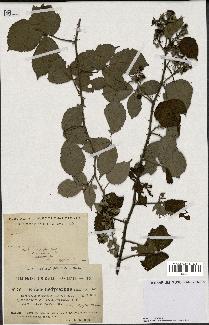 spécimen de Rubus hedycarpus