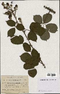 spécimen de Rubus hedycarpus