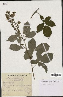 spécimen de Rubus candicans