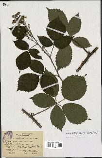 spécimen de Rubus candicans