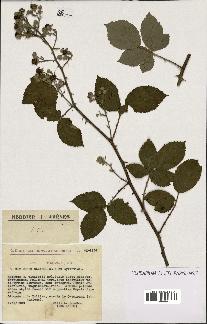 spécimen de Rubus ulmifolius