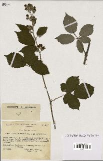 spécimen de Rubus ulmifolius