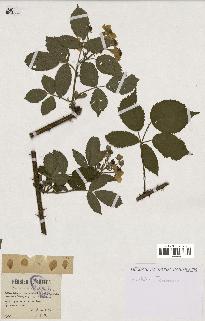 spécimen de Rubus constrictus