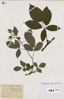 spécimen de Rubus constrictus