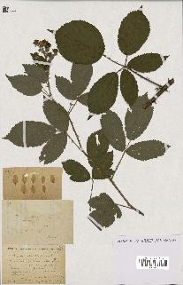 spécimen de Rubus constrictus