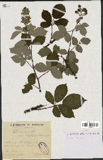 spécimen de Rubus candicans