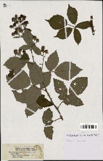 spécimen de Rubus candicans