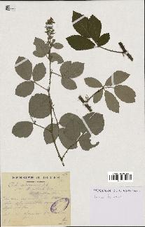 spécimen de Rubus arduennensis