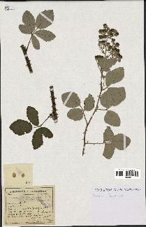 spécimen de Rubus collicolus