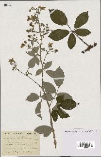 spécimen de Rubus collicolus