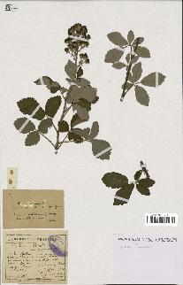 spécimen de Rubus collicolus