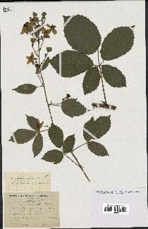 spécimen de Rubus constrictus