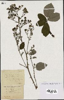 spécimen de Rubus collicolus