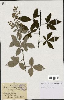 spécimen de Rubus collicolus