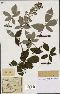 spécimen de Rubus collicolus