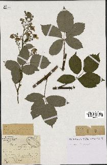 spécimen de Rubus candicans