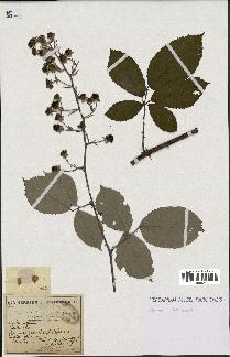 spécimen de Rubus candicans