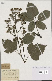 spécimen de Rubus thyrsanthus