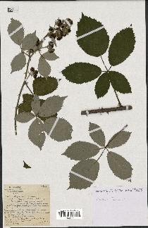 spécimen de Rubus thyrsoideus