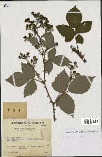 spécimen de Rubus thyrsoideus