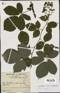 spécimen de Rubus thyrsoideus